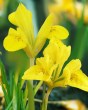 Iris danfordiae.jpg